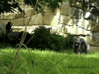 200w.gif?cid=82a1493brr0ow9vc8k5n0ut79l9