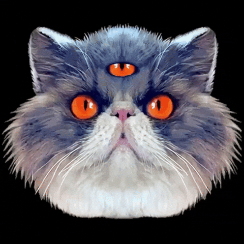 Persian Cat GIF by GASLAMPKILLER
