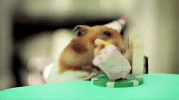 happy birthday hamster GIF happy birthday hamster GIF