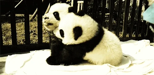 panda bear cute animals GIF