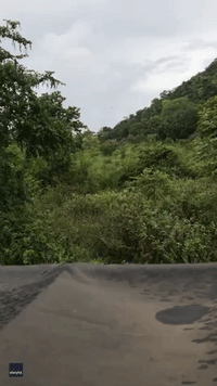 Elephant Chases Rickshaw in Sri Lanka