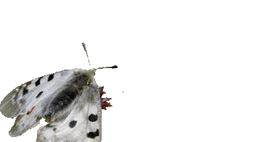 Bdk22 Sticker by Pro Natura