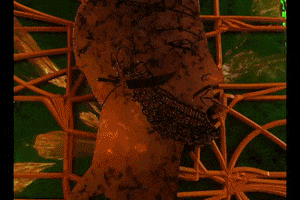 200.gif?cid=fc005b08b634459776d8d17c25f1f717bd2540fd7f63a2b0&rid=200.gif&ct=g