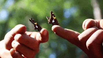 Black Butterfly GIF by JC Property Professionals
