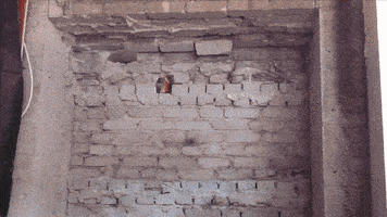 AS220 GIF