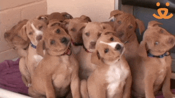 Puppy Win GIF by Best Friends Animal Society
