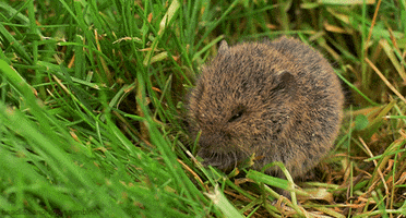 common vole rodent GIF by Head Like an Orange