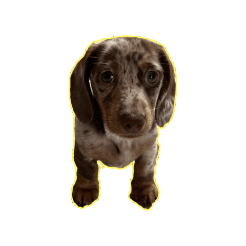 Dog Sticker