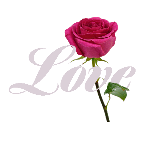 In Love Heart Sticker by Flower Addict