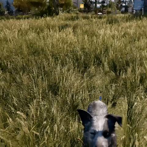 zacmnr  GIF