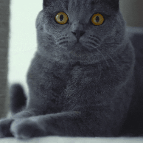 Cat GIF by Save Soil