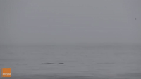 Whale Breach Beckons Wonderment From Watchers