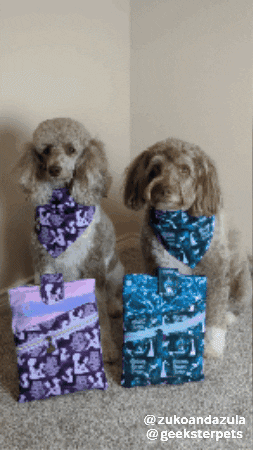 Leading Ladies Reading GIF by Geekster Pets
