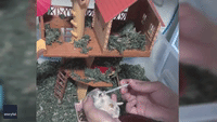 Pet Owner Distracts Hamster With Yummy Treat