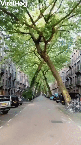 Bending Trees Make Beautiful Canopy GIF by ViralHog
