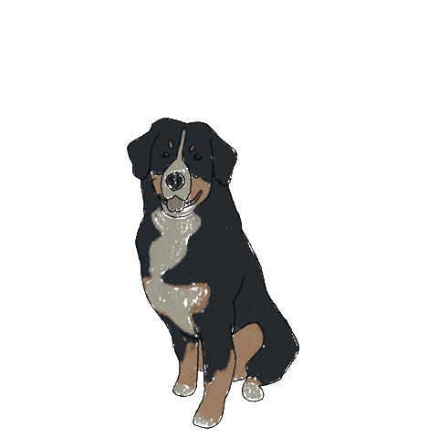 Bernese Mountain Dog Sticker