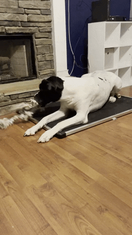 Dog GIF