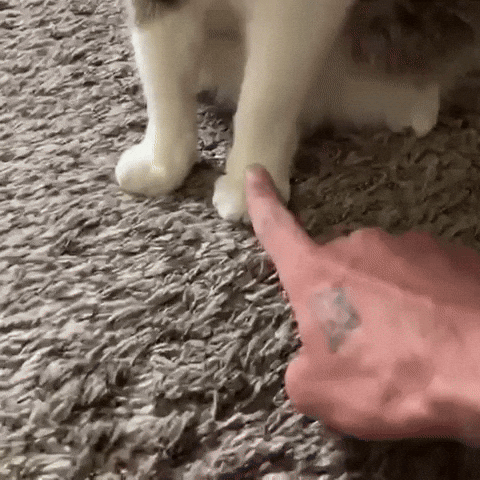 Cat Car GIF