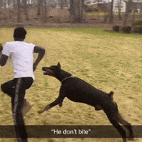 run-doberman-for-you-life-sT26uj35m8iaD8eRSV