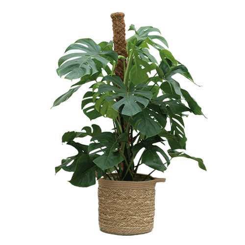 PLNTS_com Sticker