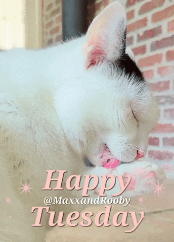Cat Tongue GIF