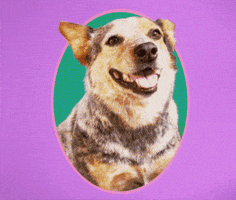 Cattle Dog Party GIF by GIPHY Studios 2022