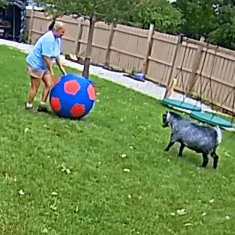 Soccer Ball GIF by Storyful