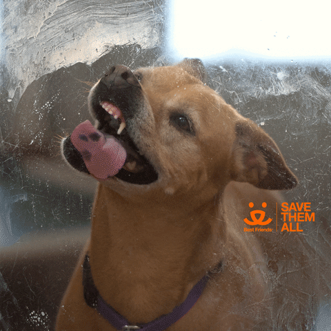 Mood Reaction GIF by Best Friends Animal Society