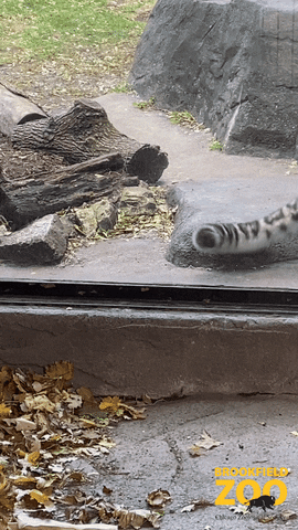 Try Me Snow Leopard GIF by Brookfield Zoo
