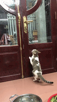 Clever Cat Called To Open Closed Door GIF by ViralHog
