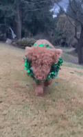 Highland Cow Decked Out in Holiday Decor