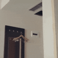 Cat GIF