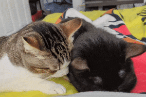 Cats Licking GIF by SpoopyDrws