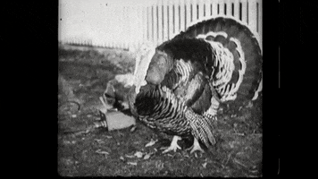 Video gif. Black and white turkey gobbles, jutting out its neck.