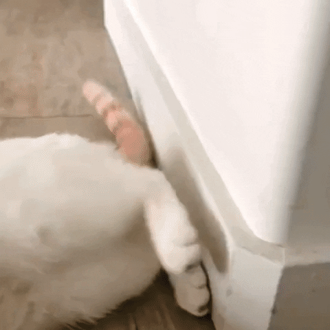 Sliding Cat GIF