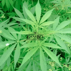 Canabo legalweed cannabislight canabo canabocbd GIF