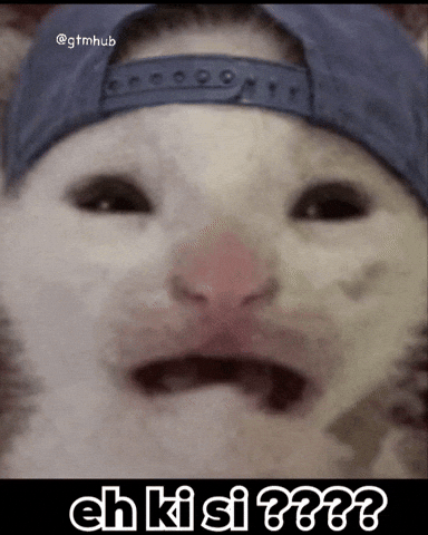 Cat What GIF