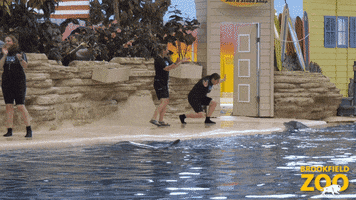 Love You Lol GIF by Brookfield Zoo