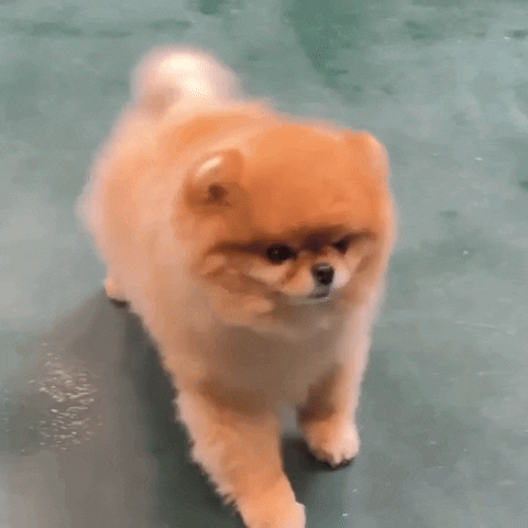 hrhchewy shake cute dog pomeranian fluffy dog GIF