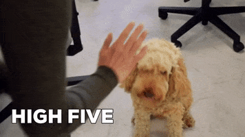 High Five Well Done GIF by Rise at Seven