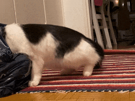 Cat Stealing GIF