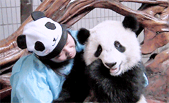 Panda Bear Eating GIF - Find & Share on GIPHY