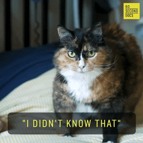 Cat Idk GIF by 60 Second Docs by 60secdocs