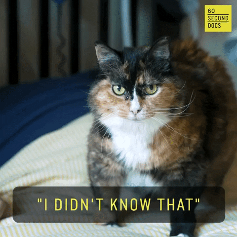 Cat Idk GIF by 60 Second Docs