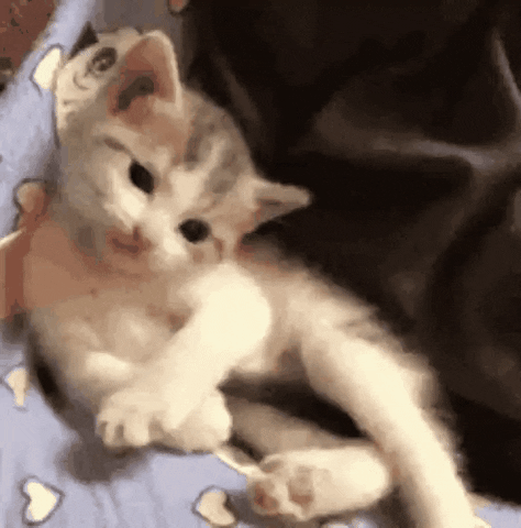 Cat Sup GIF - Find & Share on GIPHY