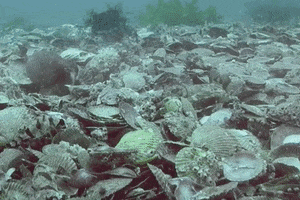 Go Away Ugh GIF by OctoNation® The Largest Octopus Fan Club!
