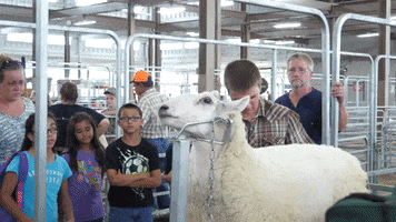 ohiostatefair sheep fair ohio state fair GIF
