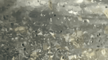 GIF by SeaFarm