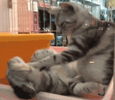 Cat Massage GIFs - Find & Share on GIPHY