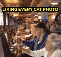 Likingeverycatphoto GIF